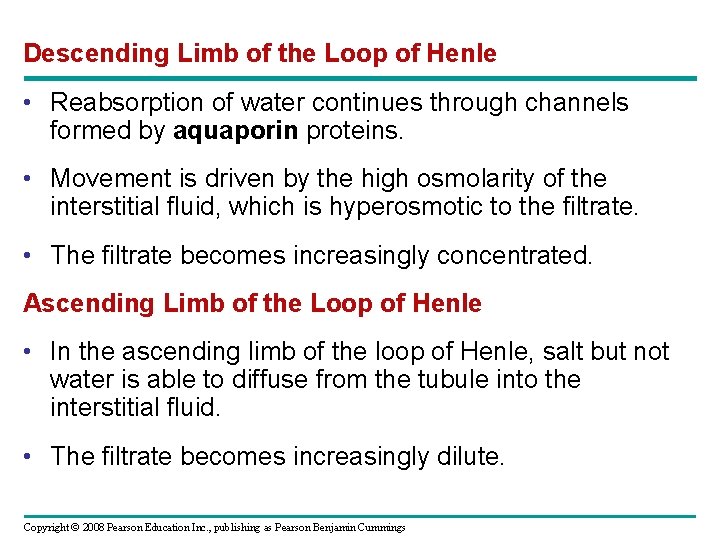 Descending Limb of the Loop of Henle • Reabsorption of water continues through channels Descending Limb of the Loop of Henle • Reabsorption of water continues through channels