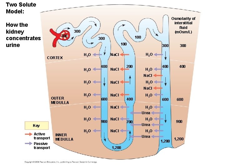 Two Solute Model: How the kidney concentrates urine Osmolarity of interstitial fluid (m. Osm/L) Two Solute Model: How the kidney concentrates urine Osmolarity of interstitial fluid (m. Osm/L)