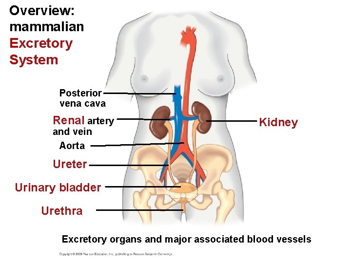Overview: mammalian Excretory System Posterior vena cava Renal artery and vein Aorta Kidney Ureter Overview: mammalian Excretory System Posterior vena cava Renal artery and vein Aorta Kidney Ureter