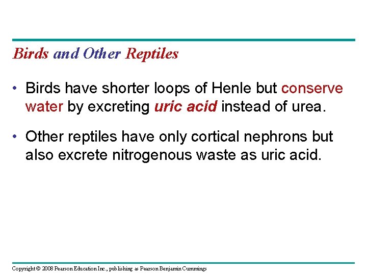 Birds and Other Reptiles • Birds have shorter loops of Henle but conserve water Birds and Other Reptiles • Birds have shorter loops of Henle but conserve water