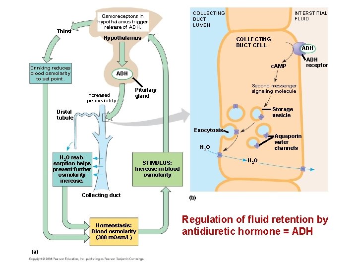 Osmoreceptors in hypothalamus trigger release of ADH. Thirst COLLECTING DUCT LUMEN Hypothalamus INTERSTITIAL FLUID Osmoreceptors in hypothalamus trigger release of ADH. Thirst COLLECTING DUCT LUMEN Hypothalamus INTERSTITIAL FLUID