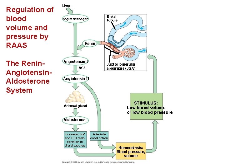 Regulation of blood volume and pressure by RAAS The Renin. Angiotensin. Aldosterone System Liver Regulation of blood volume and pressure by RAAS The Renin. Angiotensin. Aldosterone System Liver