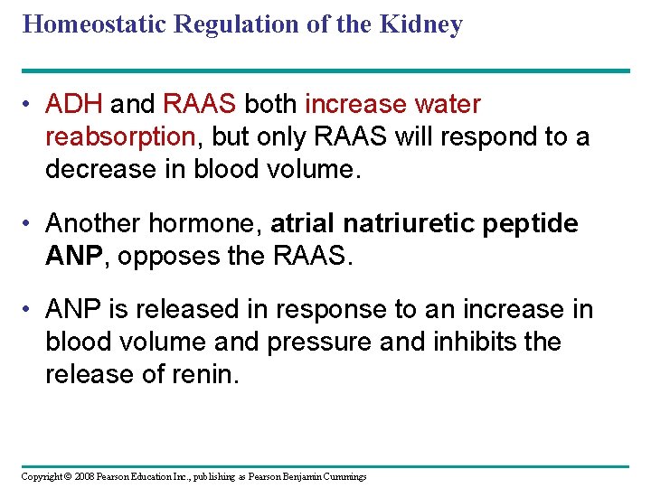 Homeostatic Regulation of the Kidney • ADH and RAAS both increase water reabsorption, but Homeostatic Regulation of the Kidney • ADH and RAAS both increase water reabsorption, but
