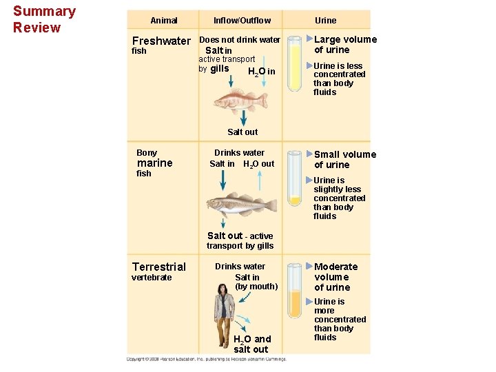 Summary Review Animal Freshwater fish Inflow/Outflow Does not drink water Salt in active transport Summary Review Animal Freshwater fish Inflow/Outflow Does not drink water Salt in active transport
