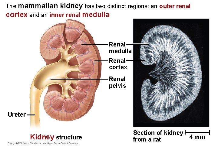 The mammalian kidney has two distinct regions: an outer renal cortex and an inner The mammalian kidney has two distinct regions: an outer renal cortex and an inner