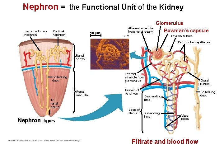 Nephron = the Functional Unit of the Kidney Juxtamedullary nephron Cortical nephron 10 µm Nephron = the Functional Unit of the Kidney Juxtamedullary nephron Cortical nephron 10 µm