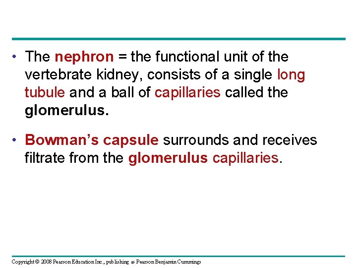 • The nephron = the functional unit of the vertebrate kidney, consists of • The nephron = the functional unit of the vertebrate kidney, consists of