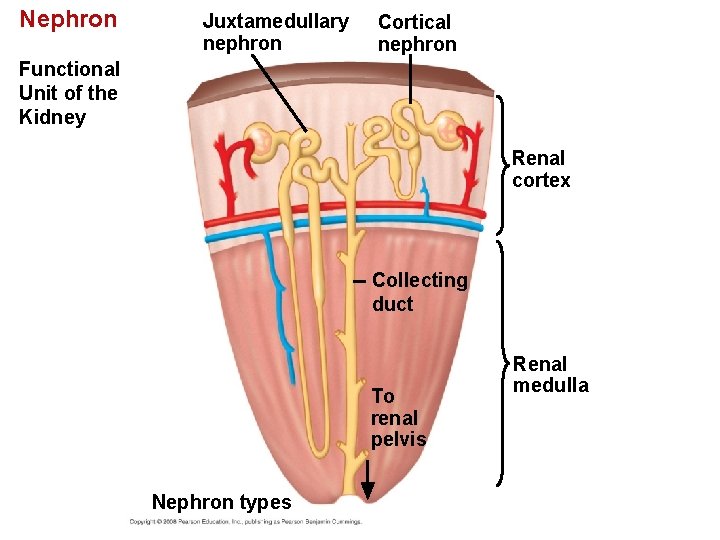 Nephron Juxtamedullary nephron Cortical nephron Functional Unit of the Kidney Renal cortex Collecting duct Nephron Juxtamedullary nephron Cortical nephron Functional Unit of the Kidney Renal cortex Collecting duct
