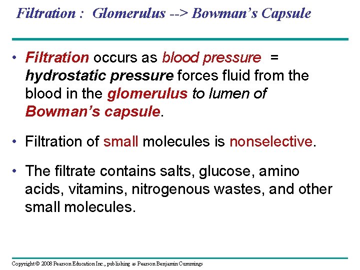 Filtration : Glomerulus --> Bowman’s Capsule • Filtration occurs as blood pressure = hydrostatic Filtration : Glomerulus --> Bowman’s Capsule • Filtration occurs as blood pressure = hydrostatic