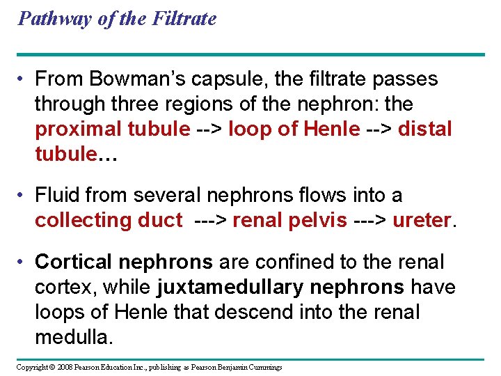 Pathway of the Filtrate • From Bowman’s capsule, the filtrate passes through three regions Pathway of the Filtrate • From Bowman’s capsule, the filtrate passes through three regions