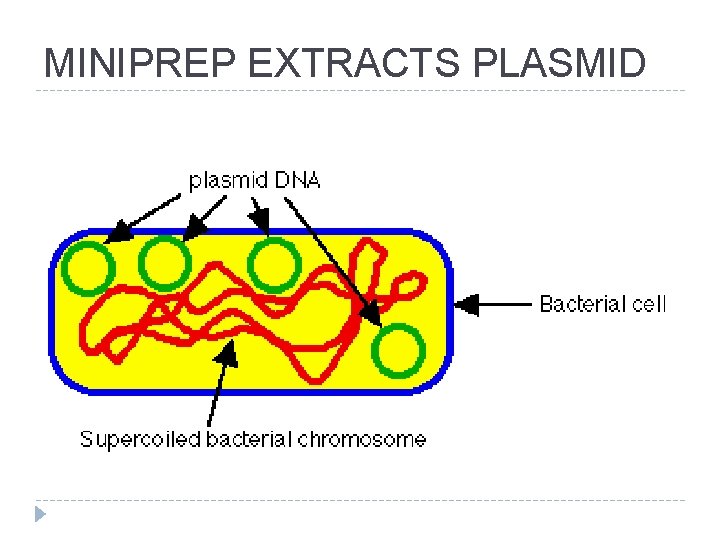 MINIPREP EXTRACTS PLASMID 