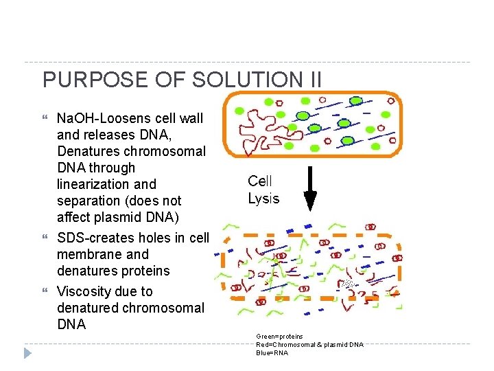 PURPOSE OF SOLUTION II Na. OH-Loosens cell wall and releases DNA, Denatures chromosomal DNA