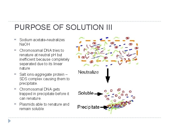 PURPOSE OF SOLUTION III Sodium acetate-neutralizes Na. OH Chromosomal DNA tries to renature at