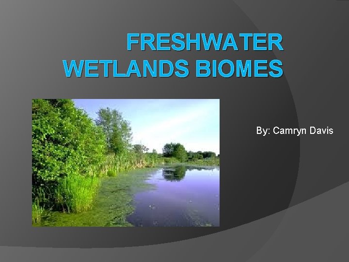 FRESHWATER WETLANDS BIOMES By: Camryn Davis 