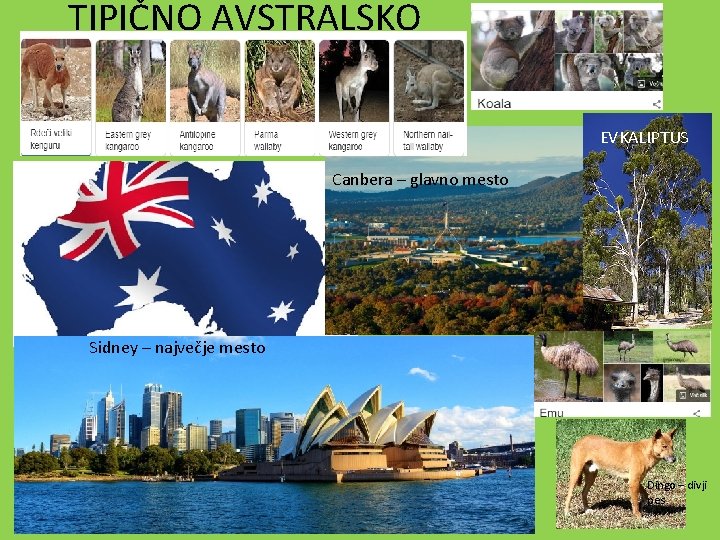 TIPIČNO AVSTRALSKO EVKALIPTUS Canbera – glavno mesto Sidney – največje mesto Dingo – divji