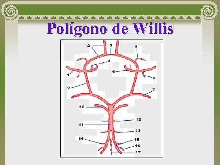 Polígono de Willis 