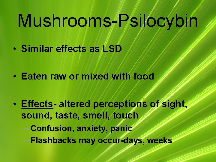 Mushrooms-Psilocybin • Similar effects as LSD • Eaten raw or mixed with food •