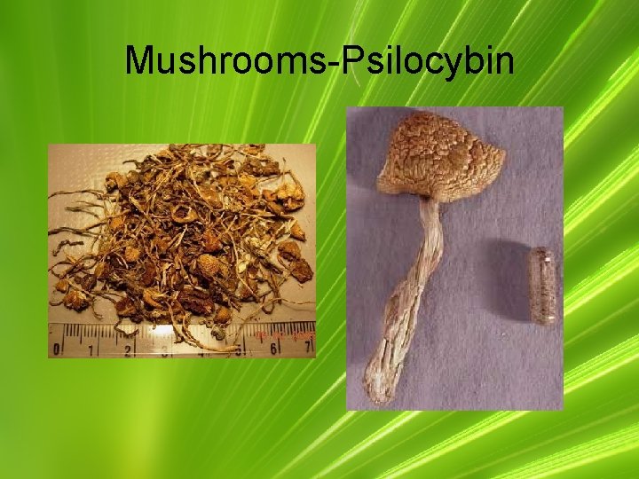 Mushrooms-Psilocybin 