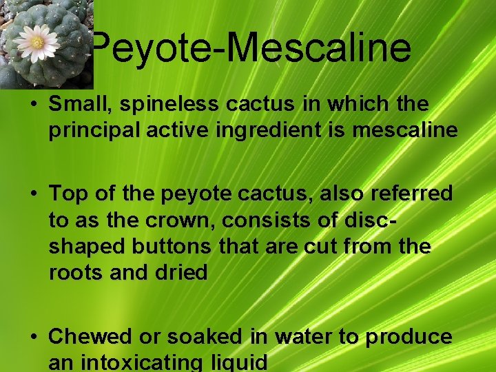 Peyote-Mescaline • Small, spineless cactus in which the principal active ingredient is mescaline •