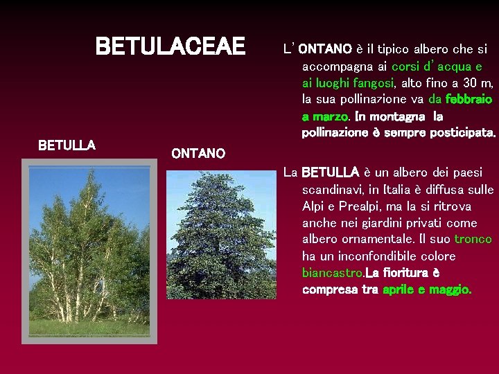 BETULACEAE BETULLA L’ONTANO è il tipico albero che si accompagna ai corsi d’acqua e