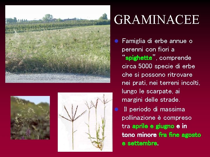 GRAMINACEE Famiglia di erbe annue o perenni con fiori a “spighette”, comprende circa 5000