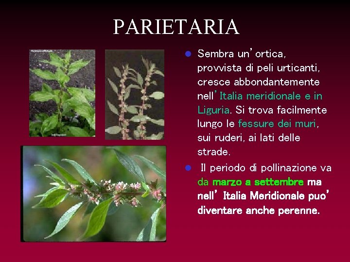 PARIETARIA Sembra un’ortica, provvista di peli urticanti, cresce abbondantemente nell’Italia meridionale e in Liguria.