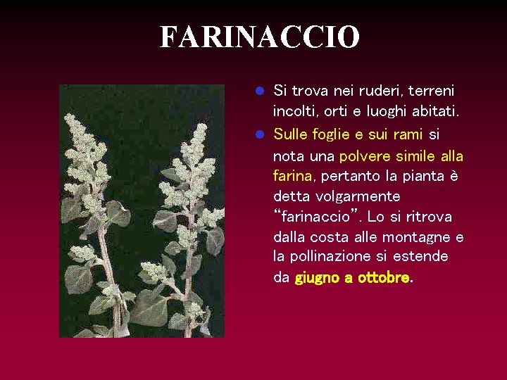 FARINACCIO Si trova nei ruderi, terreni incolti, orti e luoghi abitati. l Sulle foglie