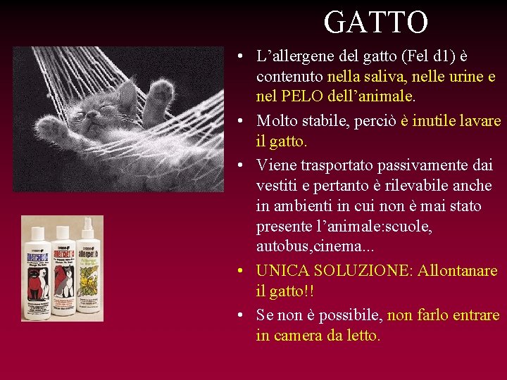 GATTO • L’allergene del gatto (Fel d 1) è contenuto nella saliva, nelle urine