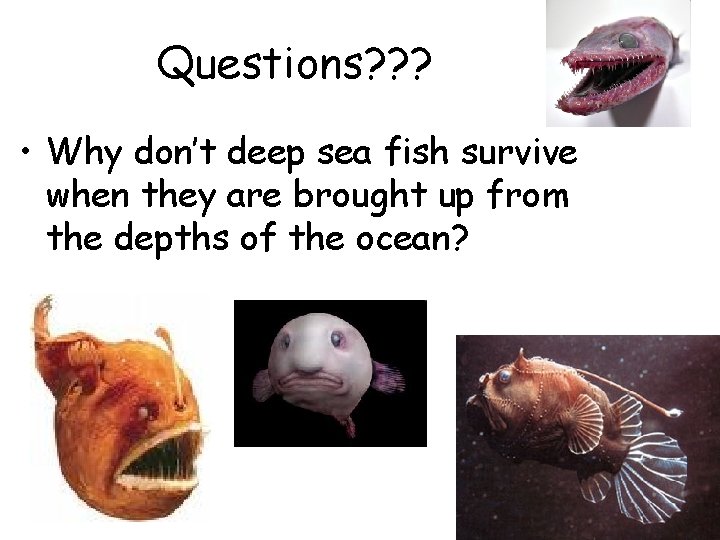 Questions? ? ? • Why don’t deep sea fish survive when they are brought Questions? ? ? • Why don’t deep sea fish survive when they are brought