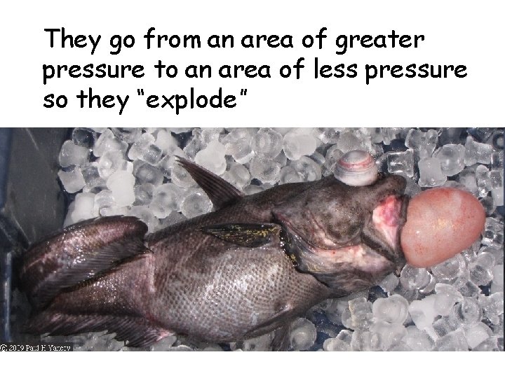 They go from an area of greater pressure to an area of less pressure They go from an area of greater pressure to an area of less pressure
