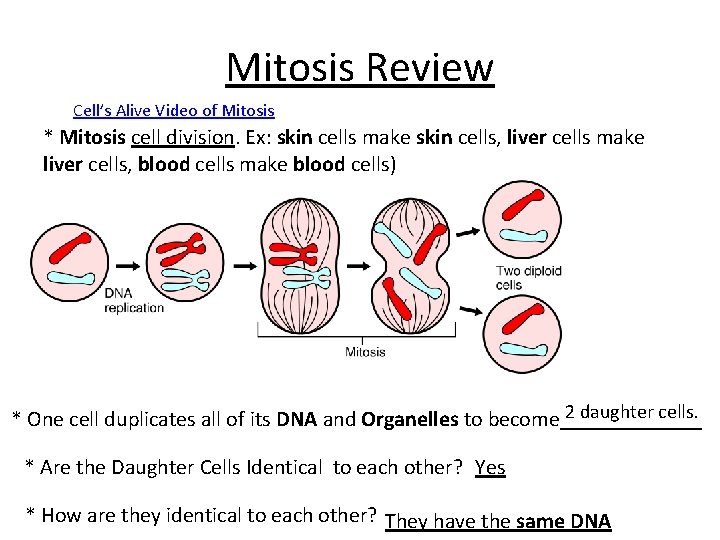 Mitosis Review Cell’s Alive Video of Mitosis * Mitosis cell division. Ex: skin cells