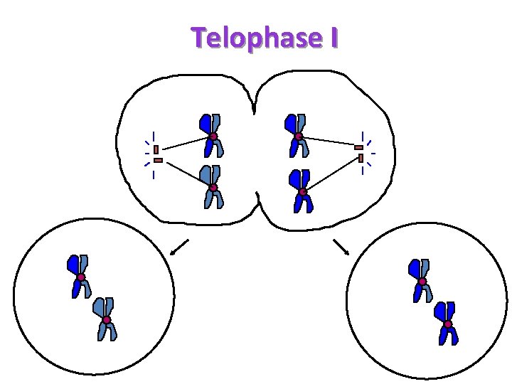 Telophase I 