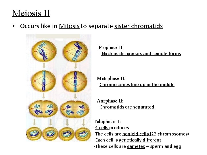 Meiosis II • Occurs like in Mitosis to separate sister chromatids Prophase II: -