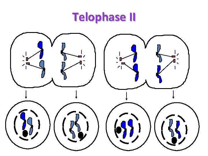 Telophase II 