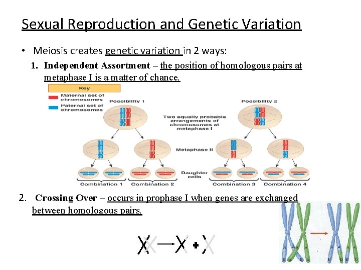 Sexual Reproduction and Genetic Variation • Meiosis creates genetic variation in 2 ways: 1.