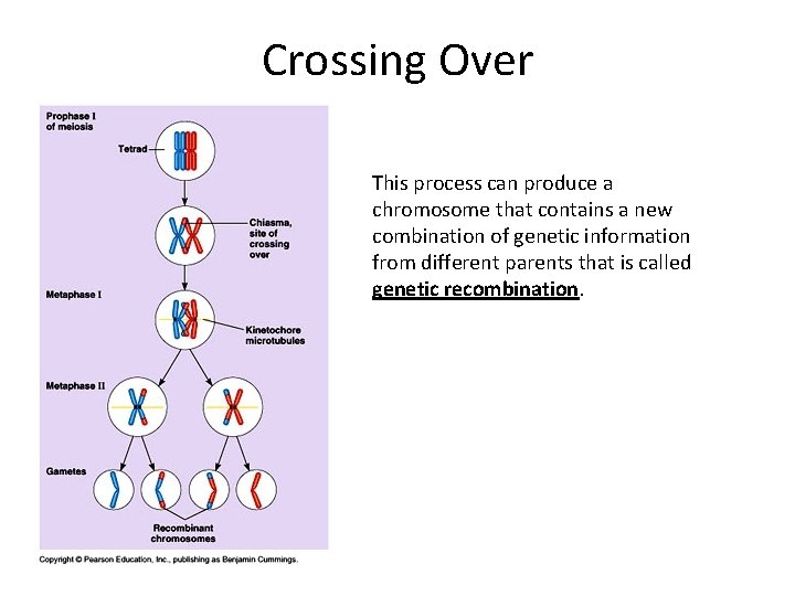 Crossing Over This process can produce a chromosome that contains a new combination of