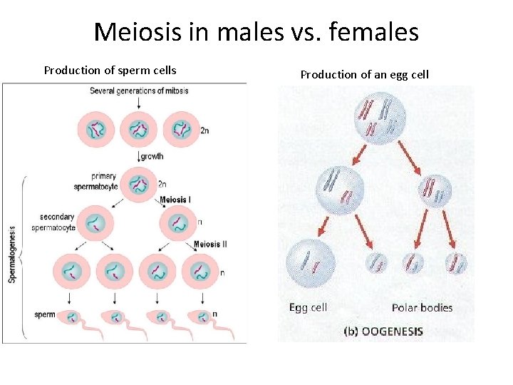 Meiosis in males vs. females Production of sperm cells Production of an egg cell