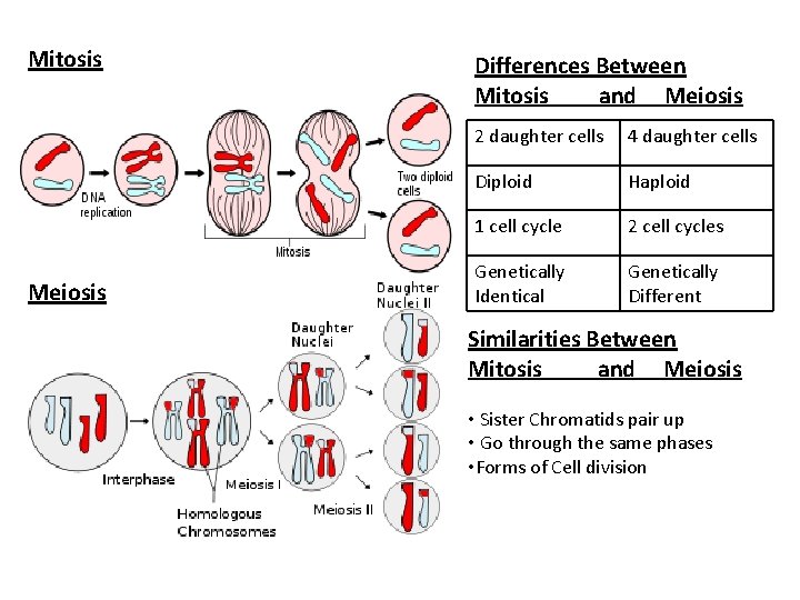 Mitosis Meiosis Differences Between Mitosis and Meiosis 2 daughter cells 4 daughter cells Diploid