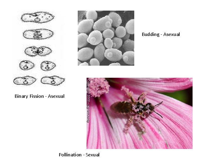 Budding - Asexual Binary Fission - Asexual Pollination - Sexual 