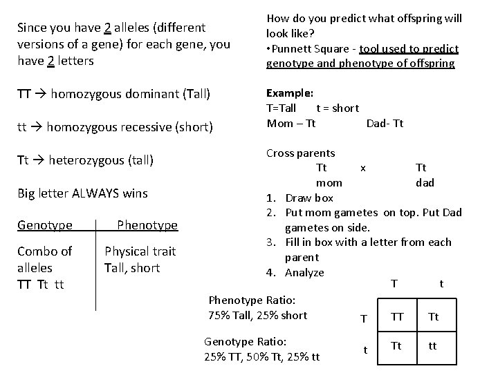 Since you have 2 alleles (different versions of a gene) for each gene, you