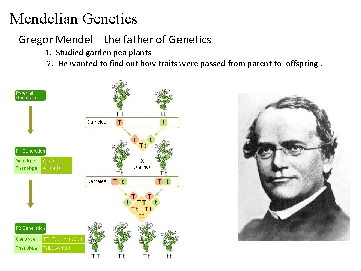Mendelian Genetics Gregor Mendel – the father of Genetics 1. Studied garden pea plants