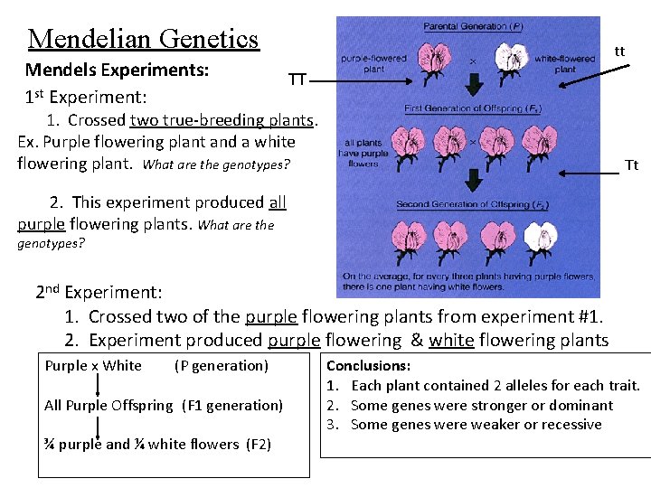 Mendelian Genetics Mendels Experiments: 1 st Experiment: tt TT 1. Crossed two true-breeding plants.