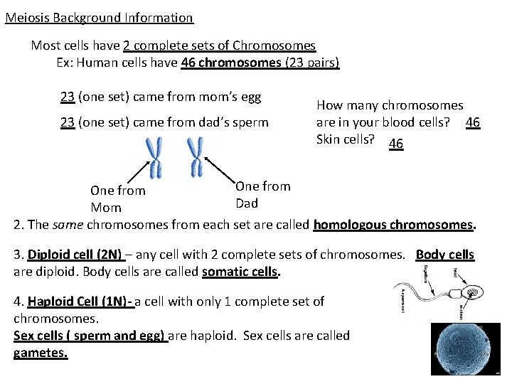 Meiosis Background Information Most cells have 2 complete sets of Chromosomes Ex: Human cells