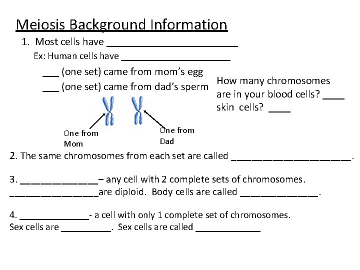 Meiosis Background Information 1. Most cells have ____________ Ex: Human cells have ___________ ___