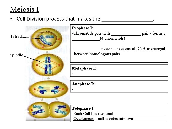 Meiosis I • Cell Division process that makes the _________. Tetrad Prophase I: -Chromatids