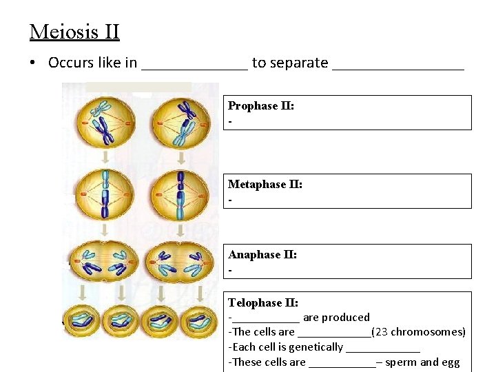 Meiosis II • Occurs like in _______ to separate ________ Prophase II: - Metaphase