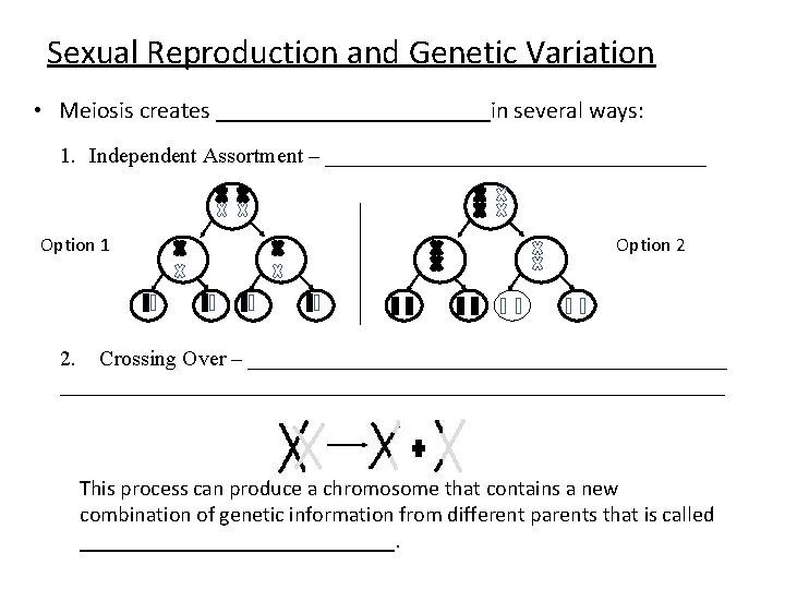 Sexual Reproduction and Genetic Variation • Meiosis creates ____________in several ways: 1. Independent Assortment