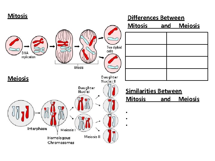 Mitosis Differences Between Mitosis and Meiosis Similarities Between Mitosis and Meiosis • • •
