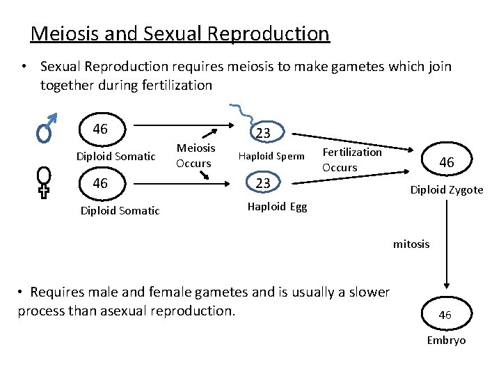Meiosis and Sexual Reproduction • Sexual Reproduction requires meiosis to make gametes which join