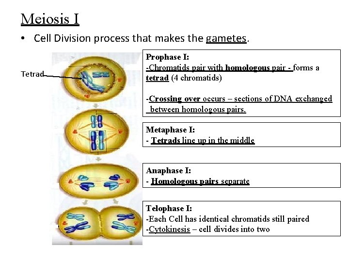 Meiosis I • Cell Division process that makes the gametes. Tetrad Prophase I: -Chromatids